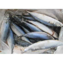 Gefrorene frische Meeresfrüchte Pacific Mackerel Fish